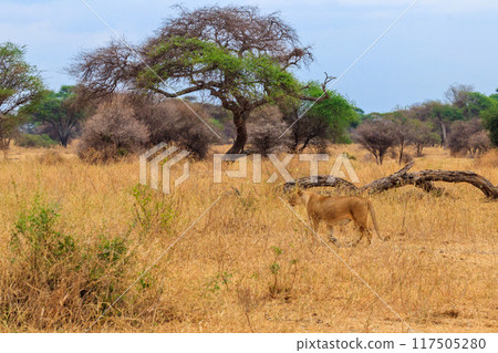 Lioness (Panthera leo) walking in Tarangire national park, Tanzania Lioness (Panthera leo) walking in Tarangire national park, Tanzania 117505280