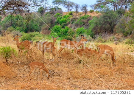 Herd of impalas (Aepyceros melampus) in Tarangire National Park, Tanzania Herd of impalas (Aepyceros melampus) in Tarangire National Park, Tanzania 117505281