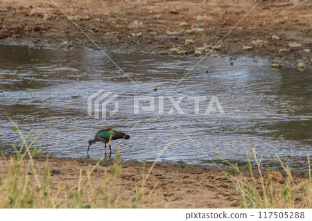 Hadeda ibis (Bostrychia hagedash) in Tarangire National Park, Tanzania 117505288