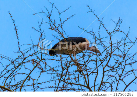 Marabou stork (Leptoptilos crumeniferus) on a tree 117505292