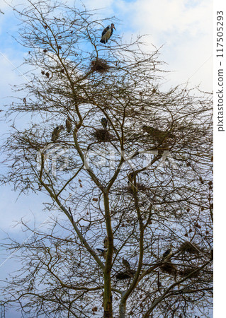 Marabou storks (Leptoptilos crumeniferus) on a tree 117505293