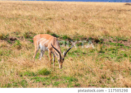 Male Impala (Aepyceros melampus) grazing in dry savannah in Serengeti National Park, Tanzania 117505298