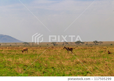 Coke's hartebeest (Alcelaphus buselaphus cokii) or kongoni in Serengeti national park in Tanzania, Africa Coke's hartebeest (Alcelaphus buselaphus cokii) or kongoni in Serengeti national park in Tanzania, Africa 117505299