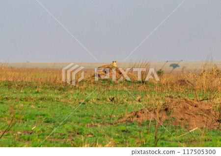 Cheetah (Acinonyx jubatus) on termite mound in savanna in Serengeti National park, Tanzania Cheetah (Acinonyx jubatus) on termite mound in savanna in Serengeti National park, Tanzania 117505300