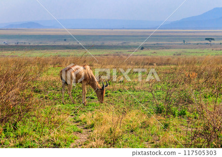 Coke's hartebeest (Alcelaphus buselaphus cokii) or kongoni in Serengeti national park in Tanzania, Africa 117505303