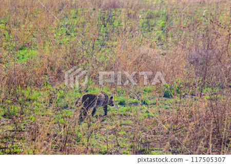 African leopard (Panthera pardus pardus) walking in grass in Serengeti National park, Tanzania African leopard (Panthera pardus pardus) walking in grass in Serengeti National park, Tanzania 117505307