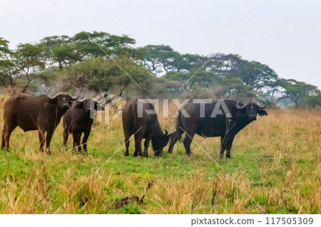 Herd of African buffalo or Cape buffalo (Syncerus caffer) in Serengeti national park, Tanzania Herd of African buffalo or Cape buffalo (Syncerus caffer) in Serengeti national park, Tanzania 117505309