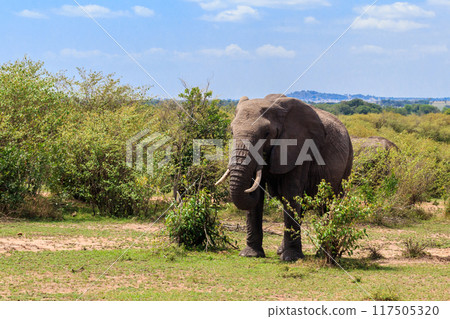 African elephant in savanna in Serengeti National park in Tanzania 117505320