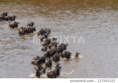 Wildebeest crossing the Mara river in Serengeti national park, Tanzania. Great migration Wildebeest crossing the Mara river in Serengeti national park, Tanzania. Great migration 117505322