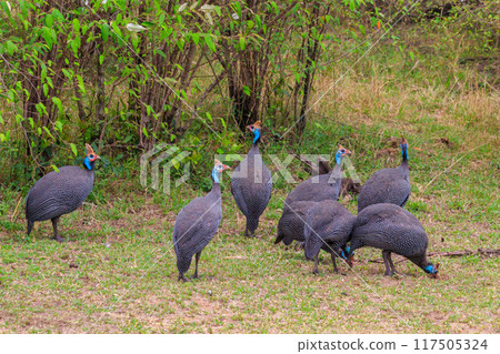 Helmeted guineafowl (Numida meleagris) on green meadow in Serengeti national park, Tanzania 117505324