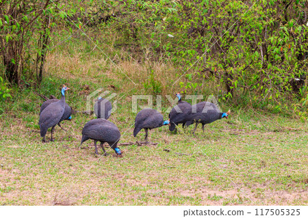 Helmeted guineafowl (Numida meleagris) on green meadow in Serengeti national park, Tanzania 117505325