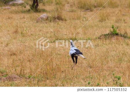 Secretarybird or secretary bird (Sagittarius serpentarius) walking in Serengeti national park, Tanzania Secretarybird or secretary bird (Sagittarius serpentarius) walking in Serengeti national park, Tanzania 117505332