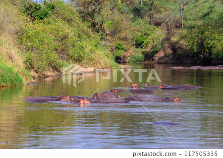 Group of hippos (Hippopotamus amphibius) in a river in Serengeti National Park, Tanzania. Wildlife of Africa Group of hippos (Hippopotamus amphibius) in a river in Serengeti National Park, Tanzania. Wildlife of Africa 117505335