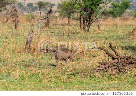 Common warthog (Phacochoerus africanus) in savanna in Serengeti national park, Tanzania Common warthog (Phacochoerus africanus) in savanna in Serengeti national park, Tanzania 117505336