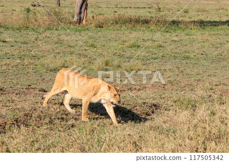 Lioness (Panthera leo) walking in savannah in Serengeti national park, Tanzania 117505342