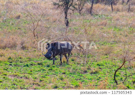 Common warthog (Phacochoerus africanus) in savanna in Serengeti national park, Tanzania 117505343