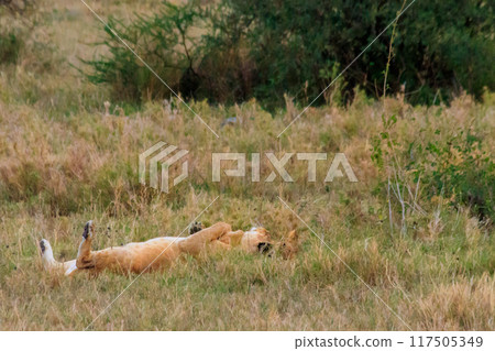 Two lionesses (Panthera leo) playing in savannah in Serengeti National Park, Tanzania 117505349