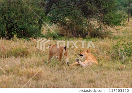 Two lionesses (Panthera leo) playing in savannah in Serengeti National Park, Tanzania 117505350