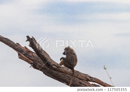 Olive baboon (Papio anubis), also called the Anubis baboon, sitting on a dried tree in Serengeti National Park in Tanzania 117505355