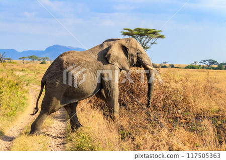 African elephant crossing a road in savanna in Serengeti National park in Tanzania 117505363