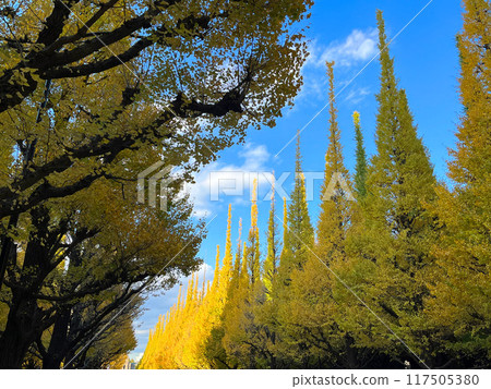 銀杏樹，秋葉在藍天的襯托下熠熠生輝 117505380