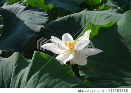 Lotus flower  117505588