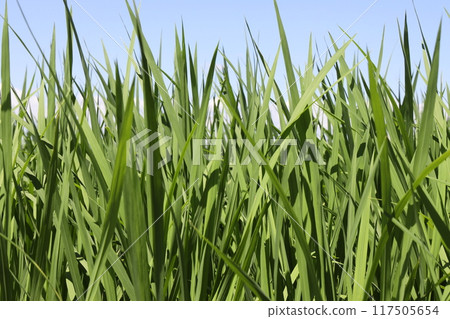 Lush rice 117505654