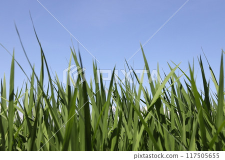 Lush rice Lush rice 117505655
