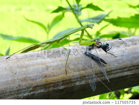 螳螂吃蜻蜓 117505735
