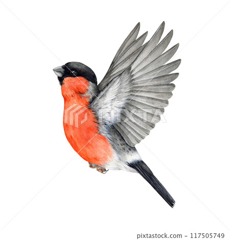 Flying bullfinch bird watercolor illustration. Hand drawn Pyrrhula pyrrhula bright Eurasian avian. Cute bullfinch bird with red breast element. Forest little flying songbird. White background Flying bullfinch bird watercolor illustration. Hand drawn Pyrrhula pyrrhula bright Eurasian avian. Cute bullfinch bird with red breast element. Forest little flying songbird. White background 117505749