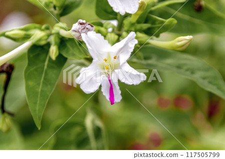 一口氣就能綻放的紅白混合大白花【白粉花】 117505799