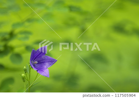 A single bellflower 117505904