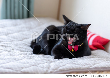 sitting black cat 117506054