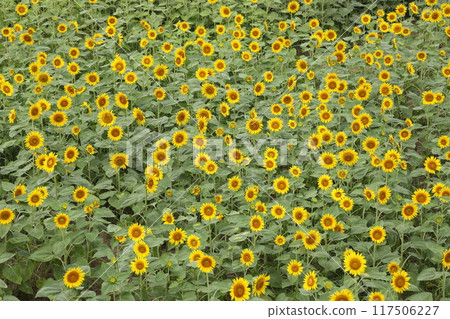 在盛開的向日葵領域 在盛開的向日葵領域 117506227