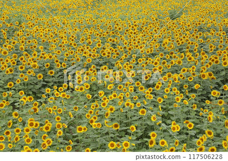 在盛開的向日葵領域 117506228