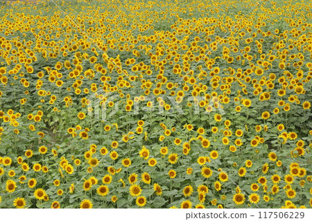 在盛開的向日葵領域 117506229