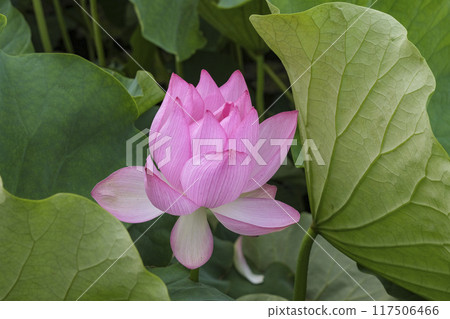 泉州公園護城河中自然生長的荷花 117506466