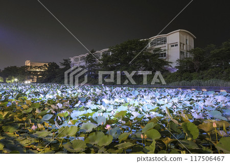 夜間燈火通明的泉州公園 夜間燈火通明的泉州公園 117506467