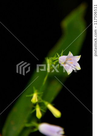 Tuliganenjin (bell ginseng) 117506511