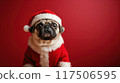 Cute Pug in Santa Costume on Red Background  117506595