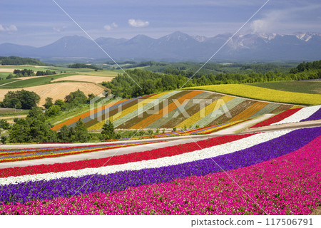 Summer flowers blooming all over the hills Summer flowers blooming all over the hills 117506791