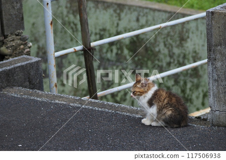 A staring kitten A staring kitten 117506938