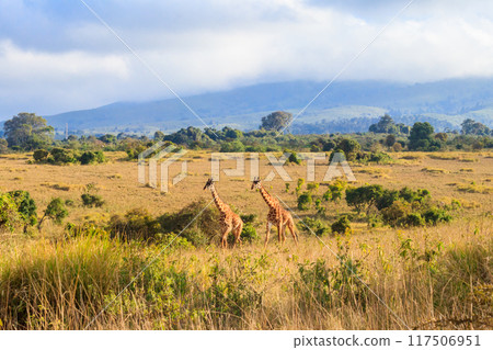 Pair of giraffes walking in Ngorongoro Conservation Area in Tanzania. Wildlife of Africa Pair of giraffes walking in Ngorongoro Conservation Area in Tanzania. Wildlife of Africa 117506951