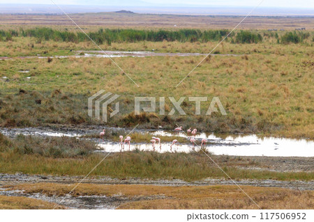 Lesser flamingo (Phoeniconaias minor) in Ngorongoro crater national park in Tanzania. Wildlife of Africa 117506952