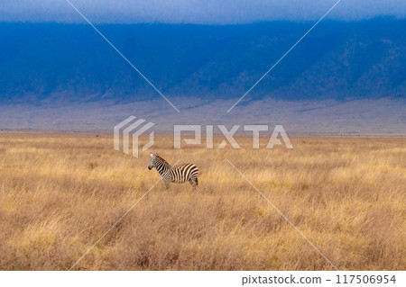 Zebra in savanna in Ngorongoro Crater National park in Tanzania. Wildlife of Africa Zebra in savanna in Ngorongoro Crater National park in Tanzania. Wildlife of Africa 117506954