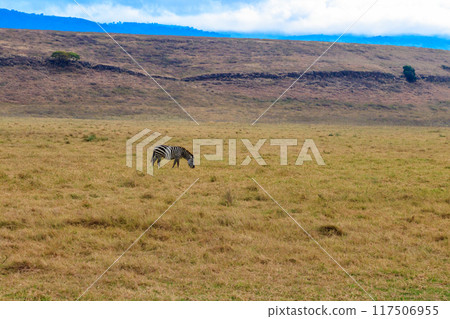 Zebra in savanna in Ngorongoro Crater National park in Tanzania. Wildlife of Africa Zebra in savanna in Ngorongoro Crater National park in Tanzania. Wildlife of Africa 117506955