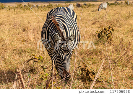 Herd of zebras in savanna in Ngorongoro Crater National park in Tanzania. Wildlife of Africa 117506958