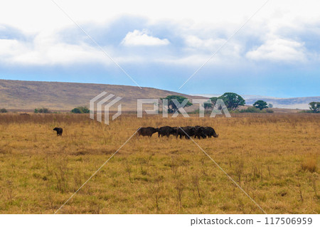 Herd of African buffalo or Cape buffalo (Syncerus caffer) in Ngorongoro Crater National Park in Tanzania. Wildlife of Africa 117506959