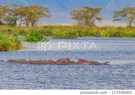 Group of hippos (Hippopotamus amphibius) in a lake in Ngorongoro Crater national park, Tanzania 117506963