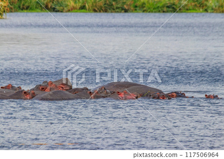 Group of hippos (Hippopotamus amphibius) in a lake in Ngorongoro Crater national park, Tanzania Group of hippos (Hippopotamus amphibius) in a lake in Ngorongoro Crater national park, Tanzania 117506964